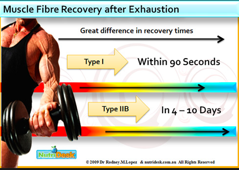 Super Slow training requires a long rest for muscle fibers to recover